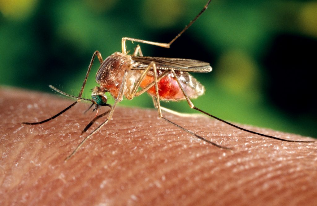 zanzara-malaria