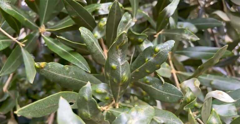 Cecidomia dell'olivo avanza in Puglia ma la prevenzione e le cure aiutano