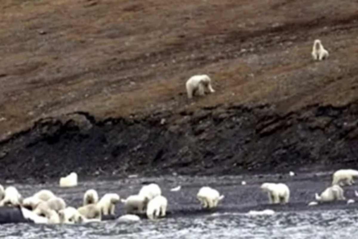 Secondo quanto riportato dalla fonte Incredible Rescues, la straordinaria aggregazione di orsi polari osservata sull’isola di Wrange