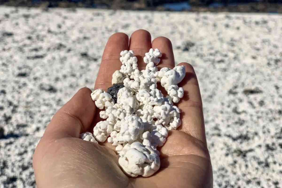 La peculiarità di Popcorn Beach non risiede solo nell’estetica, ma anche nel valore ecologico dei rodoliti. 