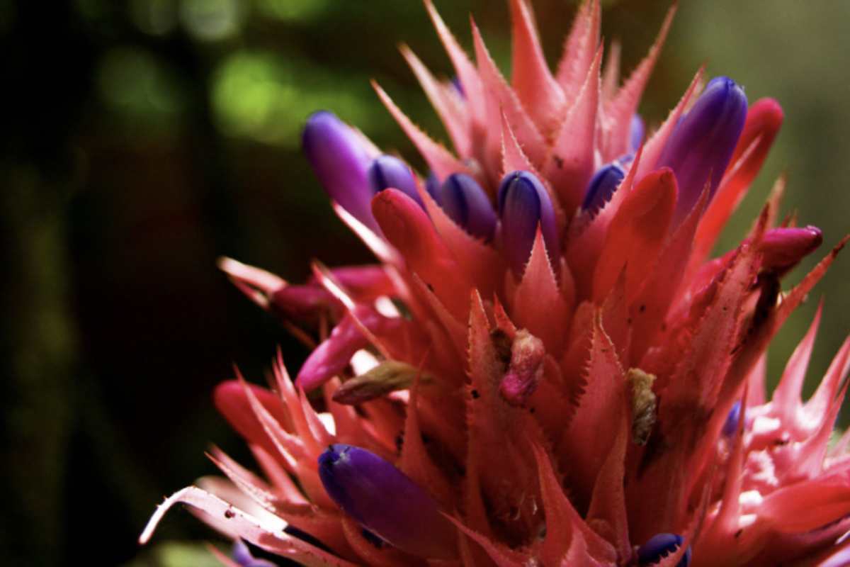 La coltivazione della Bromelia in appartamento non richiede particolari competenze, ma alcune accortezze sono essenziali per garantirne