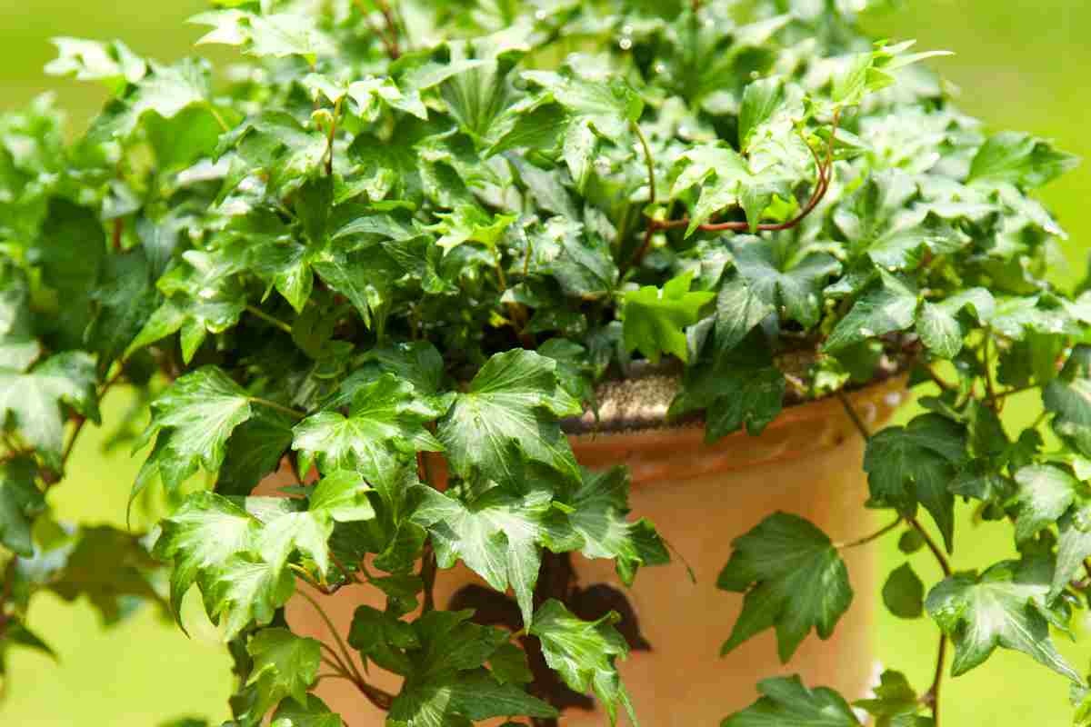 Le piante “miracolose” che eliminano la muffa